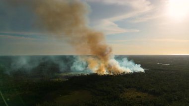 Florida ormanlarında kontrollü yanık reçetesi var. Alçak alevler kuru çalıları ve dumanı tüketiyor. Ağaçların üzerinde durmadan sürükleniyor..