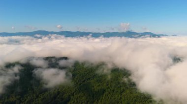 Nemli yaz mevsiminde yeşil tepe örtüleri olan dağ ormanları. Kuzey Carolina Yazın vahşi orman doğası