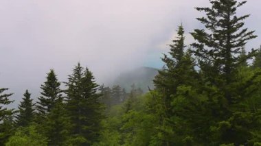 Yaz mevsiminde Kuzey Carolina Appalachian dağları. Güzel doğanın yaz manzarası