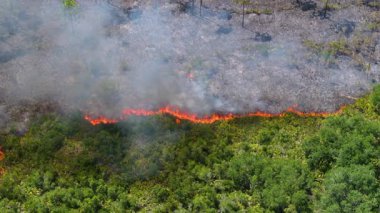 Kontrolsüz orman yangını Florida ormanını kavuruyor, kararmış bitki örtüsü ve ağır duman bulutları bırakıyor