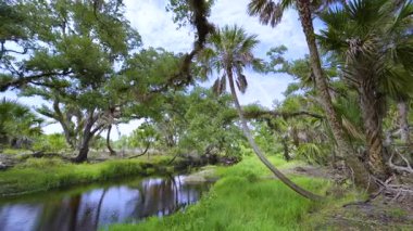 Yoğun yeşil yağmur ormanları olan vahşi tropikal doğa. Güney Amerika 'da palmiye ağaçları, sulak arazi nehri ve bitki örtüsü olan Florida ormanları.