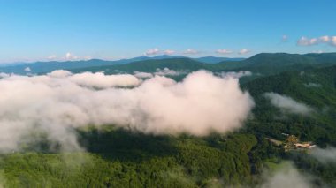 Yaz dağlarının güzel doğası. Yaz mevsiminde yemyeşil ormanlık