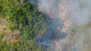 Florida orman yangını kuru havada bitki örtüsünü yakıyor. Gökyüzüne yükselen alevler ve dumanla birlikte..