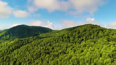 Dumanlı dağlar yaz ormanları. Kuzey Carolina 'daki Appalachian dağlarında yaz mevsiminde yağmur mevsiminde yeşil orman ağaçları olur. ABD doğasının güzelliği