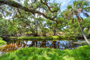 Florida ormanları doğayı besler. Yoğun yeşil yağmur ormanları olan tropikal sulak alanlar.