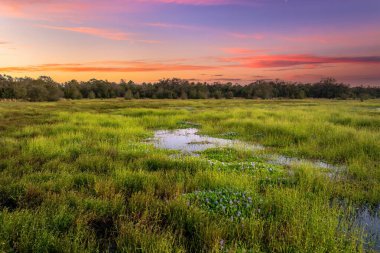Güney Amerika 'da vahşi bitki örtüsüyle Florida subtropikal bataklığı.