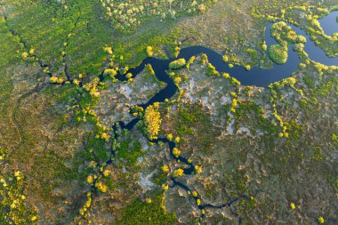 Florida 'nın sulak arazisi. Günbatımında yoğun yeşil bitki örtüsüyle tropik bataklık.