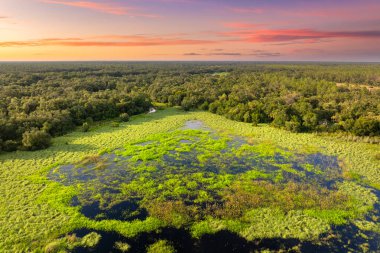 Yeşil yabani bitki örtüsü arasında suyu olan Florida sulak alanları. Günbatımında tropik ekosistem.