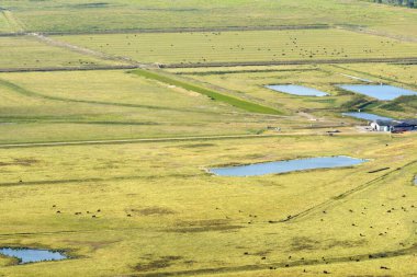 Çiftlik otlaklarında otlayan bedava süt inekleri. Çiftlik arazilerinde sığır beslemek.