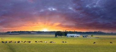 Küçük çiftlik evinin yakınındaki çayırlarda otlayan süt sığırları sürüsü. Florida 'da yeşil çayırlarda süt inekleri.