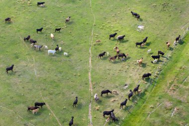 Organik süt ve sığır eti üretimi. Yeşil çiftlik otlaklarında otlayan inekler. Çiftlik arazilerinde sığır beslemek.