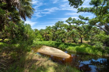 Güney Florida, ABD 'de sulak nehir ve yeşil palmiye ağaçları ile subtropikal ormanlar vahşi bitki örtüsü. Yoğun yağmur ormanları ekosistemi.