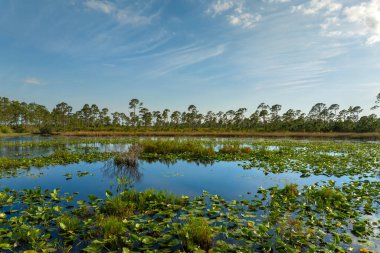 Florida 'nın güneşli sulak arazisi. Güney tropikal bataklıkta, orman gölü suyuna çiçek açar..