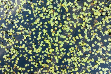 Güney tropikal sulak alanlardaki orman gölü suyunun üzerindeki güneşli manzara. Güneşli bir günde inanılmaz Florida doğası.