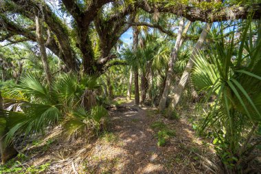 Güney Florida 'da yeşil palmiye ağaçları ve vahşi bitki örtüsü olan tropikal ormanlarda patika yolu. Yoğun yağmur ormanları ekosisteminin keşfi.