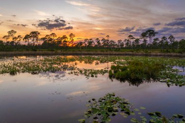 Günbatımında güneydeki tropik orman gölü bitki örtüsü. Florida sulak arazisinin akşam manzarası.