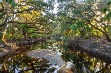 Tropik yağmur ormanları ekosistemi. Florida ormanları, yeşil palmiye ağaçları, tatlı su nehri ve Güney Amerika 'da vahşi bitki örtüsü..