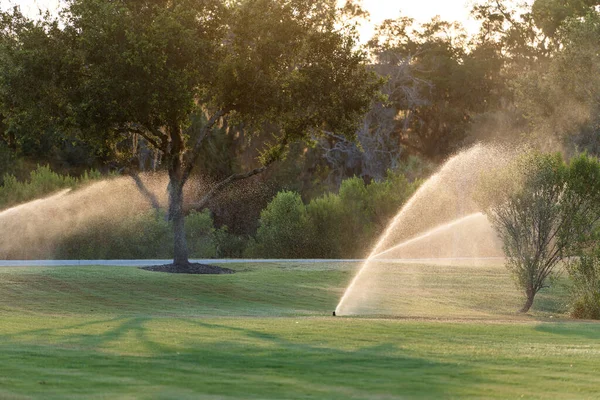 Yaz bahçesinde çimenleri suyla sulayan fıskiyeler. Kurak mevsimde taze tutmak için yeşil bitkileri sulamak..