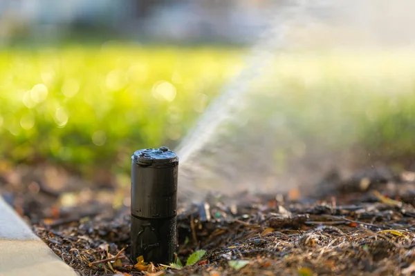 Kurak mevsimde çimenleri sulayan fıskiyeler.