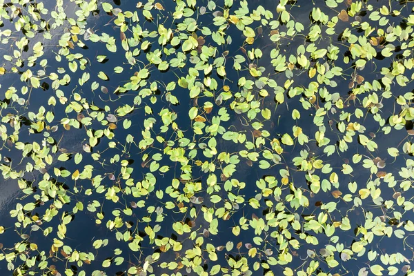 Güney tropikal sulak alanlardaki orman gölü suyunun üzerindeki güneşli manzara. Güneşli bir günde inanılmaz Florida doğası.