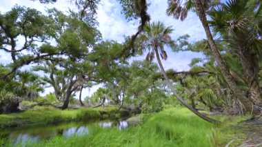 Güzel tropikal doğa. Yeşil palmiye ağaçları ile Florida 'nın güneyindeki vahşi bitki örtüsü arasında küçük bir nehir bulunan orman yağmur ormanları. Yoğun yağmur ormanları ekosistemi.