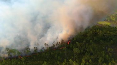 Florida ormanlarında kontrollü yanık reçetesi var. Alçak alevler kuru çalıları ve dumanı tüketiyor. Ağaçların üzerinde durmadan sürükleniyor..