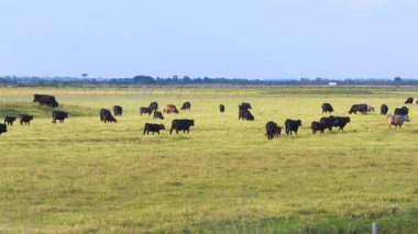 Çiftlik arazilerinde otlayan sığırlar. Organik süt ürünleri üretimi. Yeşil çayırlarda beslenen süt inekleri.