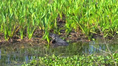 Doğal ortamında Amerikan timsahı. Florida, ABD 'deki tatlı su gölü kıyısında dinlenen tehlikeli sürüngen.