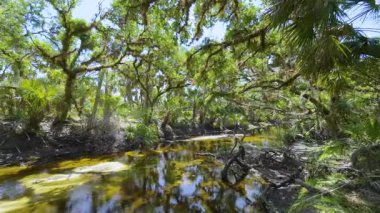 Güzel tropikal doğa. Yeşil palmiye ağaçları ile Florida 'nın güneyindeki vahşi bitki örtüsü arasında küçük bir nehir bulunan orman yağmur ormanları. Yoğun yağmur ormanları ekosistemi.