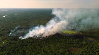 Florida forest consumed by uncontrolled wildfire, with fierce flames and heavy smoke rising into the dry sky