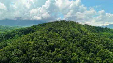 Yazın sisli dağlarda nemli orman. Yağmur mevsiminde güzel doğa