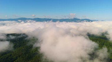 Appalachian dağlarının yaz ormanları. Renkli ormanlarda yeşil gölgelikleri var. Yaz mevsiminde nemli yağmur mevsiminde vahşi doğa