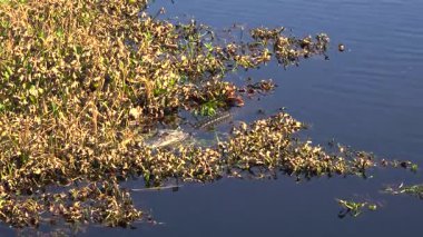 Yansıtıcı sularda yüzen timsahlara yakın çekim. Arka planda su bitkileri ve çimenler var.