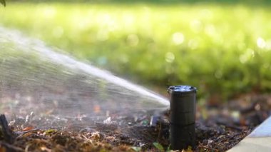 Otomatik fıskiyeyle çimen sulama. Kurak mevsimde yeşil arka bahçeyi korumak