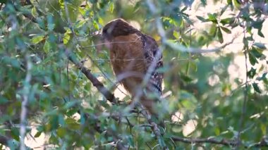 Kızıl omuzlu şahin sık ormanlık alanda uzuvların üzerinde dinleniyor. Keskin gözleri yazın avlanırken odaklanıyor..