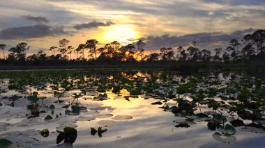 Güney tropikal sularda yüzen nilüferlerle birlikte orman gölü suyunun üzerinde gün batımı. İnanılmaz Florida doğası..