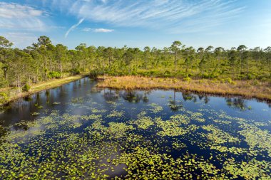 Güney tropikal sulak alanlardaki orman gölü suyunun üzerindeki güneşli manzara. Güneşli bir günde inanılmaz Florida doğası.