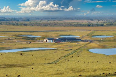 Süt inekleri endüstriyel çiftlikteki çim otlaklarında otluyor. Organik süt ürünleri üretimi. Çiftlik arazilerinde sığır beslemek.