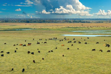 Organik süt ürünleri üretimi. Yeşil çiftlik otlaklarında otlayan süt inekleri. Çiftlik arazilerinde sığır beslemek.
