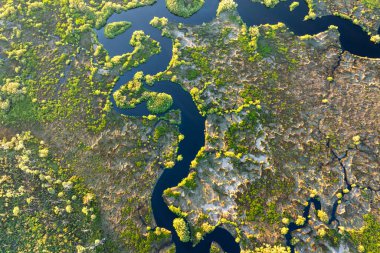 Güzel doğa. Yeşil yabani bitki örtüsü arasında nehir bulunan Güney Florida sulak alanları. Tropik ekosistem.