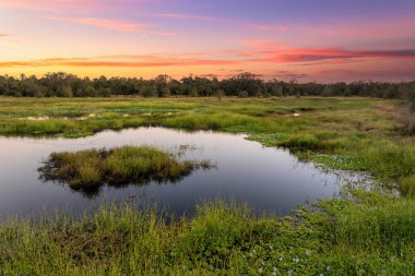 Yeşil yabani bitki örtüsü arasında suyu olan Florida sulak alanları. Günbatımında tropik ekosistem.