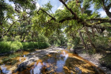 Güney Amerika 'da yeşil palmiye ağaçları, nehir ve vahşi bitki örtüsü olan Florida subtropikal ormanları. Yoğun yağmur ormanları ekosistemi.