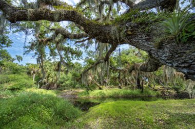 Güzel tropikal doğa. Yeşil palmiye ağaçları ve Florida 'nın güneyindeki vahşi bitki örtüsü arasında nehir bulunan orman yağmur ormanları. Yoğun yağmur ormanları ekosistemi.