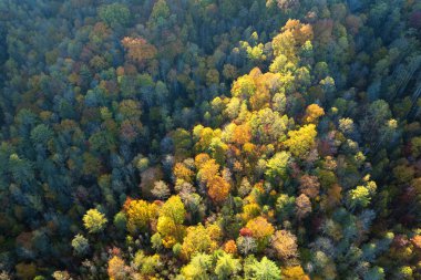 Sonbahar mevsiminde renkli yemyeşil bir orman. Sonbahar ormanlarındaki ağaç gölgelikleri. Sonbahar vahşi doğasının manzarası.