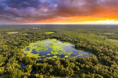 Yeşil yabani bitki örtüsü arasında suyu olan Florida sulak alanları. Günbatımında tropik ekosistem.