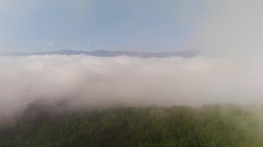 Appalachian dağları. Yazın yağmur mevsiminde orman doğası. Tennessee 'deki renkli orman