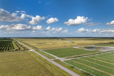 Tarım ve tarım endüstrisi. Yaz mevsiminde ekin yetiştiren yeşil tarla.