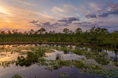 Günbatımında güneydeki tropik orman gölü bitki örtüsü. Florida sulak arazisinin akşam manzarası.
