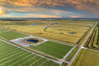 Florida çiftliğindeki çayırlarda otlayan bedava süt inekleri. Çiftlik arazilerinde sığır beslemek.