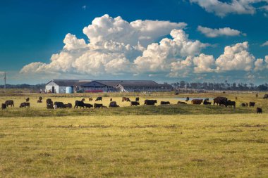 Florida çiftliğindeki çayırlarda otlayan bedava süt inekleri. Çiftlik arazilerinde sığır beslemek.